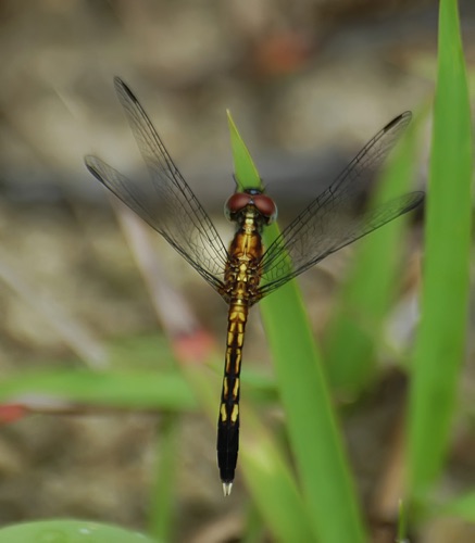 Male, immature
2004_06_20_FL